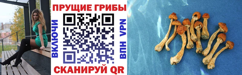 Галлюциногенные грибы мицелий  Кадников 